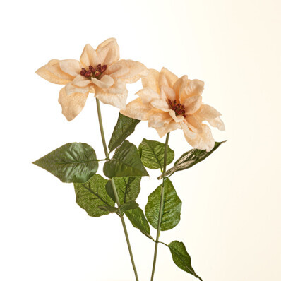Větvička poinsettie