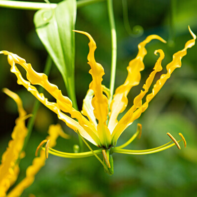 Pompás kúszóliliom (Gloriosa lutea)