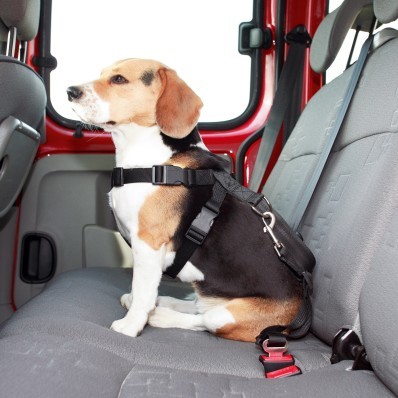 Bezpečností postroj s pásy pro psy
