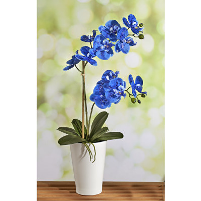 Niebieska orchidea