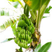 Banánfa (Musa paradisiaca)