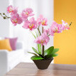 Dekoratív orchidea