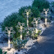 5 sadzonek ogrodowych "Snowflake" Gainsborough