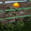 Crizantema solară
