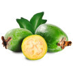 Pestovateľská súprava "Ananásová guajava"