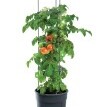 Kvetináč na pestovanie paradajok 29,5 cm