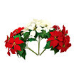 3 buchete de poinsettia