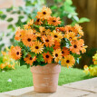 Buchet de Gazania