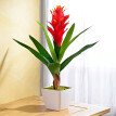 Guzmania, portocaliu