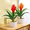 Guzmania, portocaliu