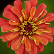 Zinnias