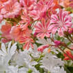 Lewisia