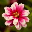 Zinnias