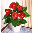 Anthurium