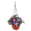 Závesný kvetináč so sirôtkami