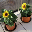 Zestaw do sadzenia słonecznika karłowatego