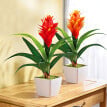Guzmania, portocală
