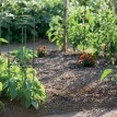 Podpera pre rastliny FLOO SUPPORTS 35 cm