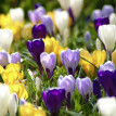 Amestec de crocus de 40 de bucăți