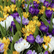 Amestec de crocus de 40 de bucăți