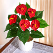 Anthurium
