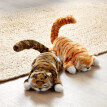 Ginger, a macska