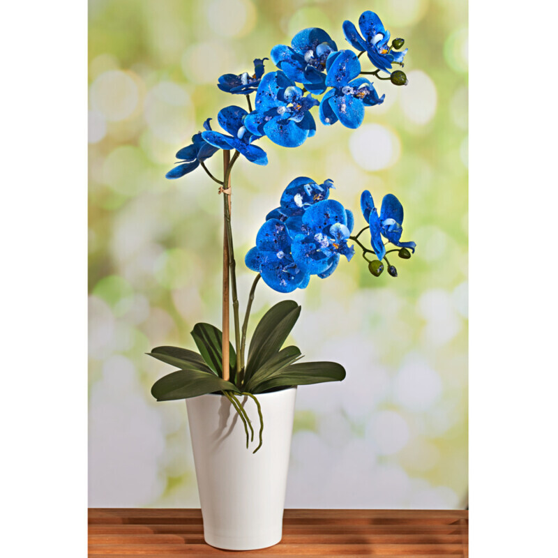 Modrá orchidea