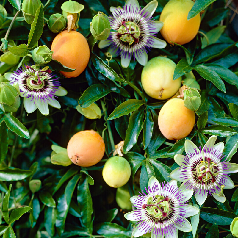 Passiflora Fructul pasiunii