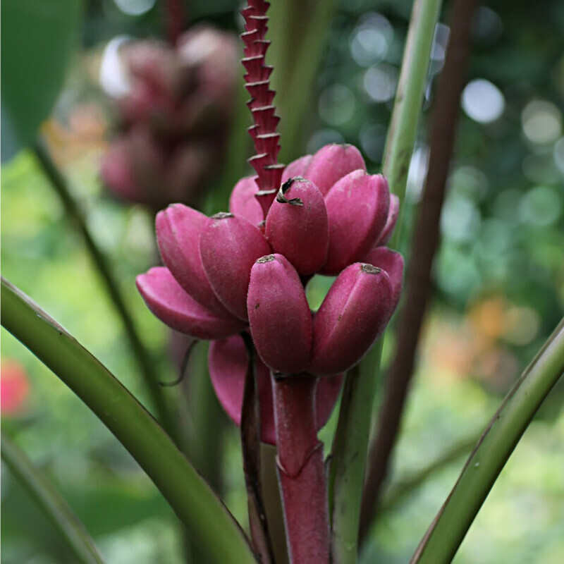 Růžový trpasličí banán