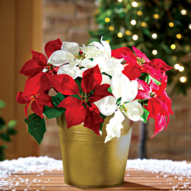 3 buchete de poinsettia