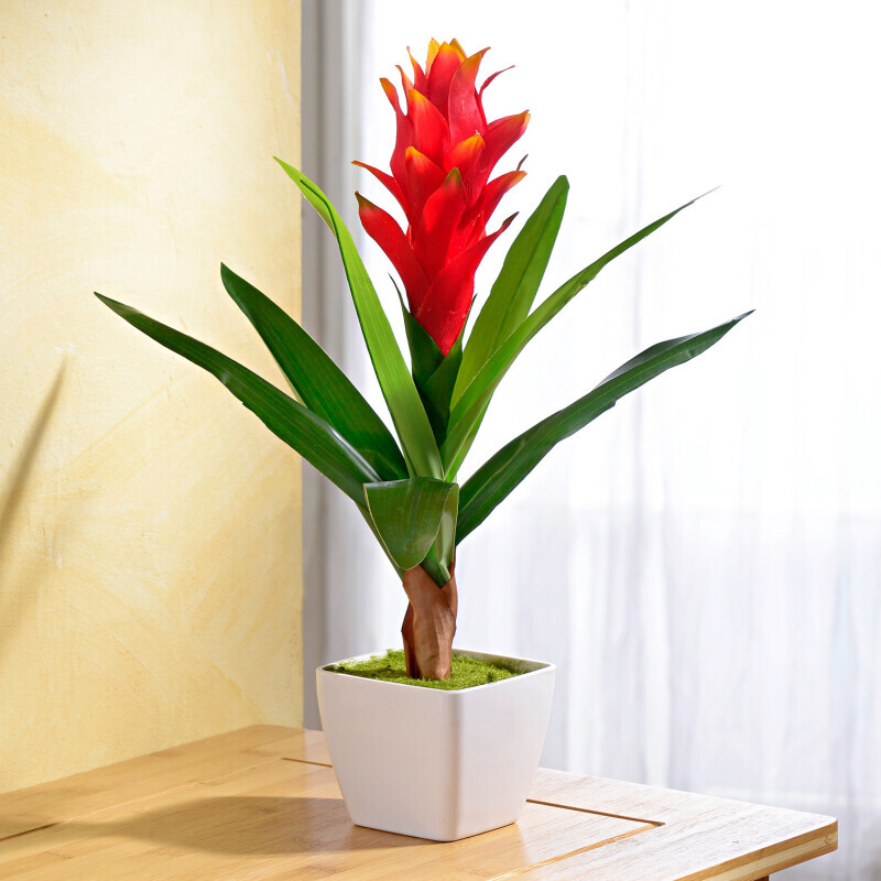 Guzmania, portocaliu