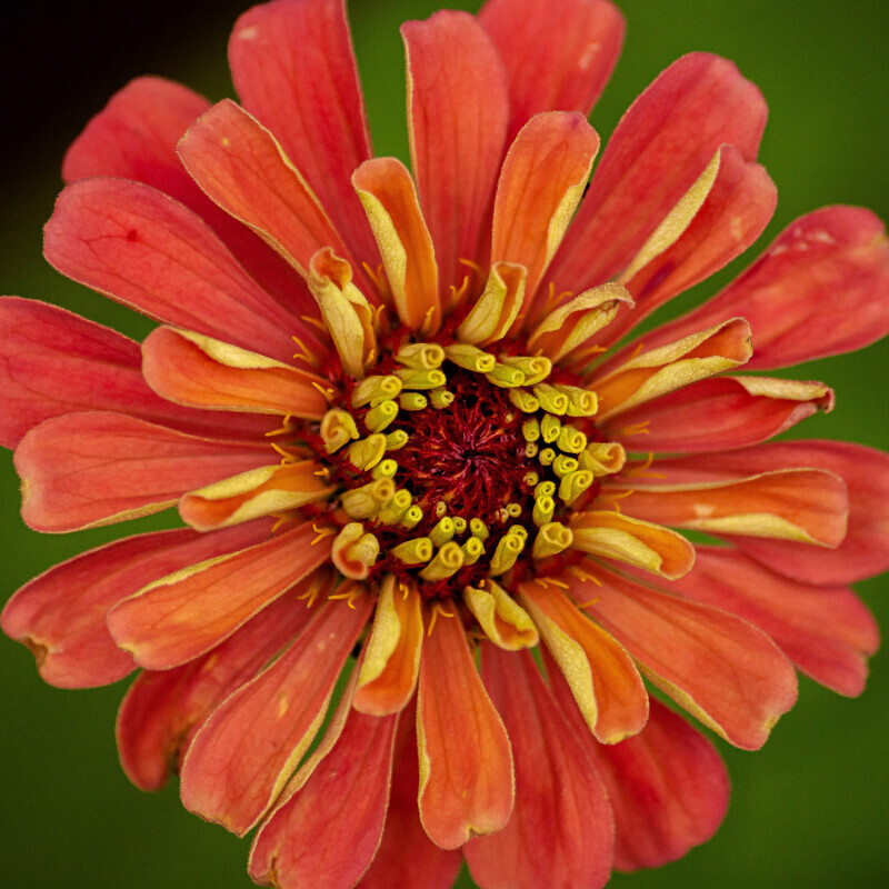 Zinnias