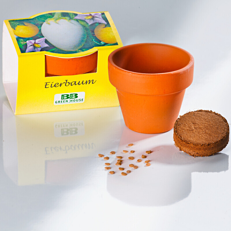 Pestovateľská súprava "Baklažán"