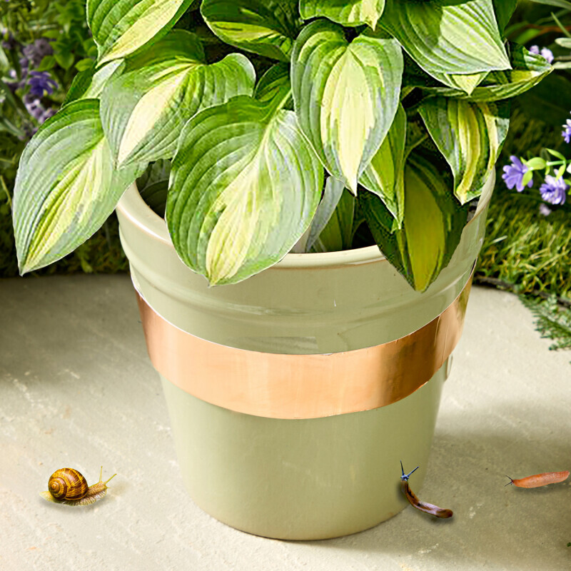 Taśma miedziana przeciw ślimakom