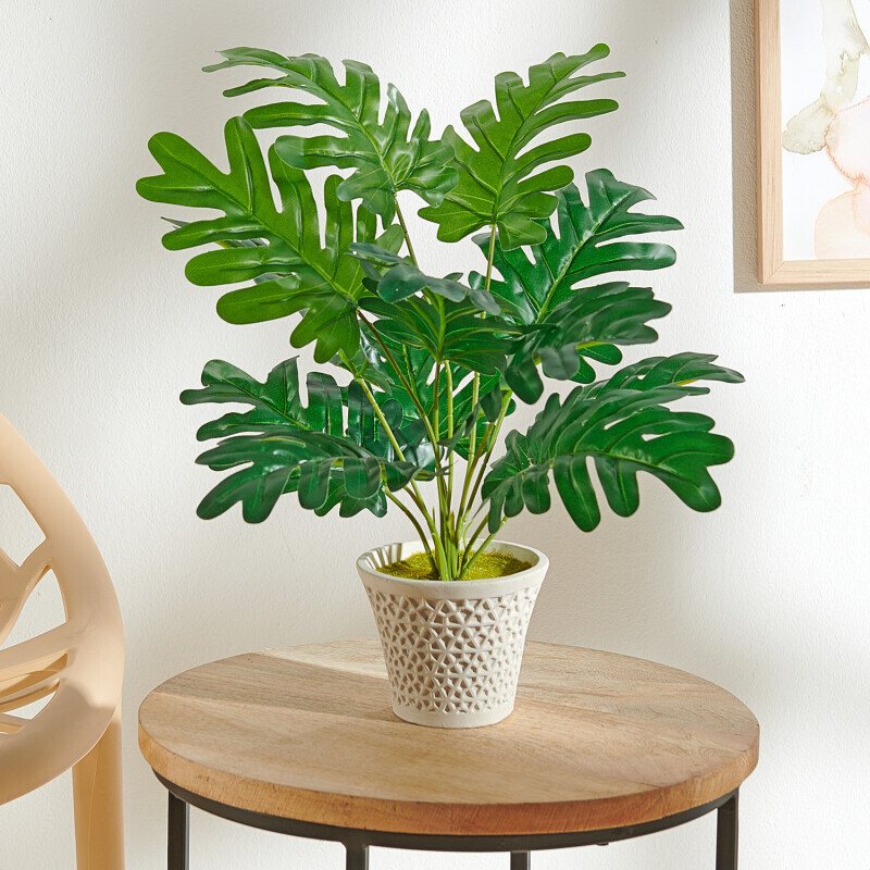 Monstera v květináči