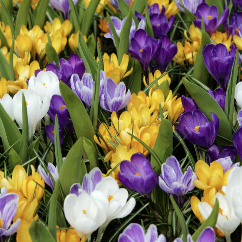 Amestec de crocus de 40 de bucăți