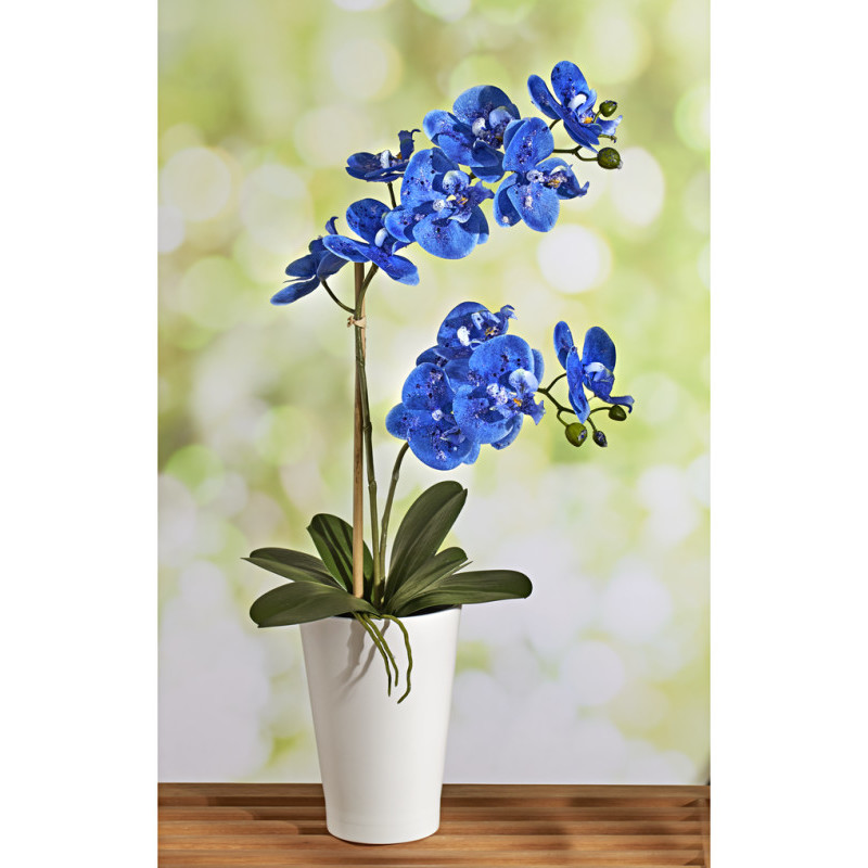 Modrá orchidej onerror=