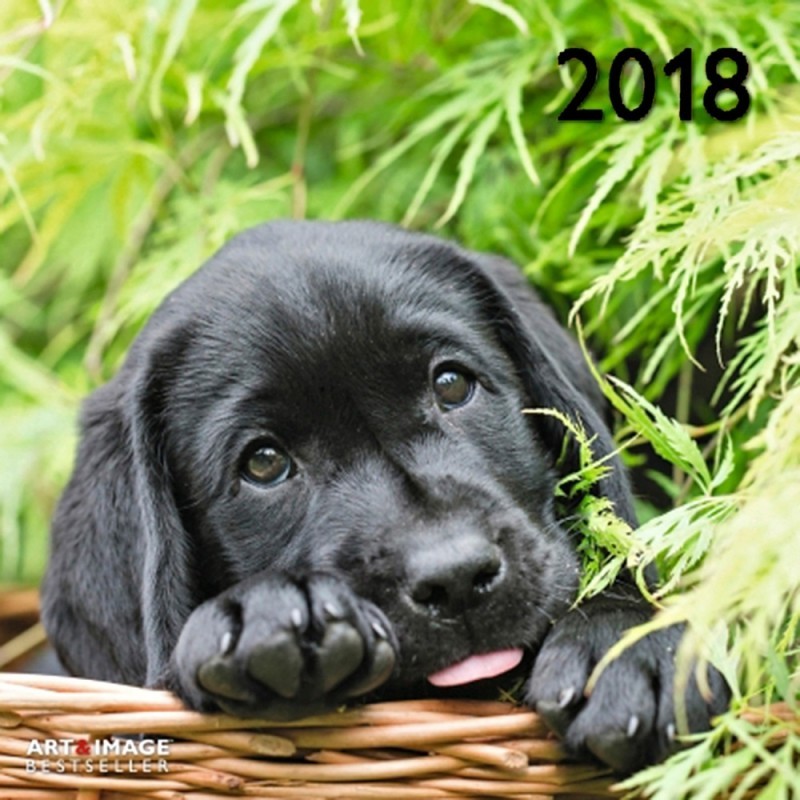 Kalendár s psíkmi 2018
