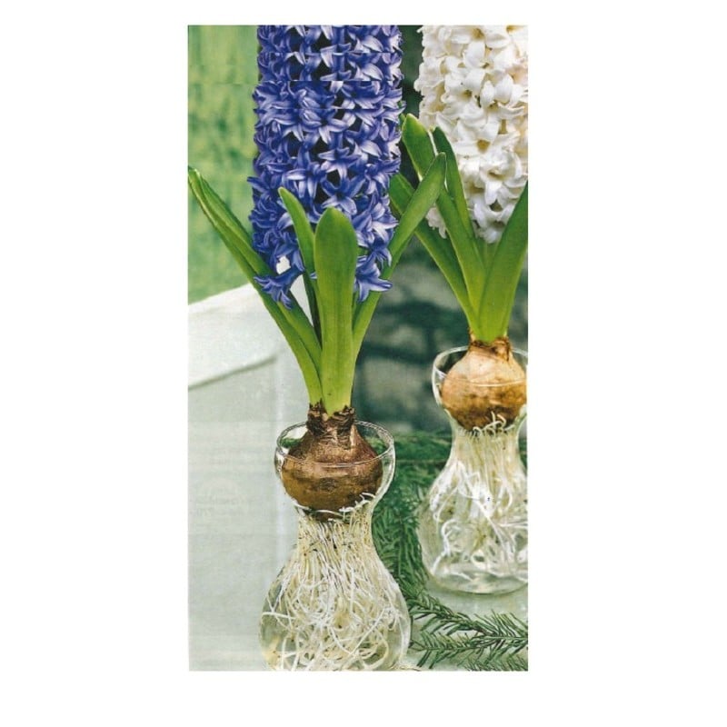 Váza na hyacinty - 3ks