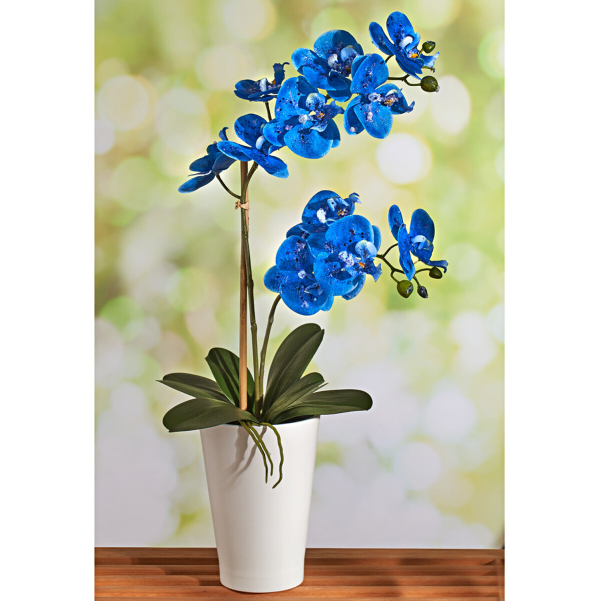 Levně Modrá orchidej