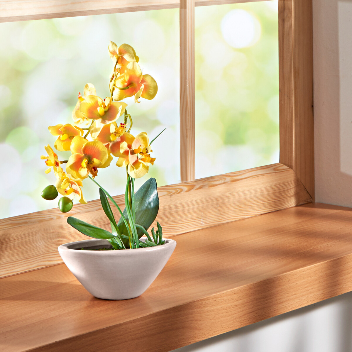 E-shop Orchidea "Phalaenopsis"