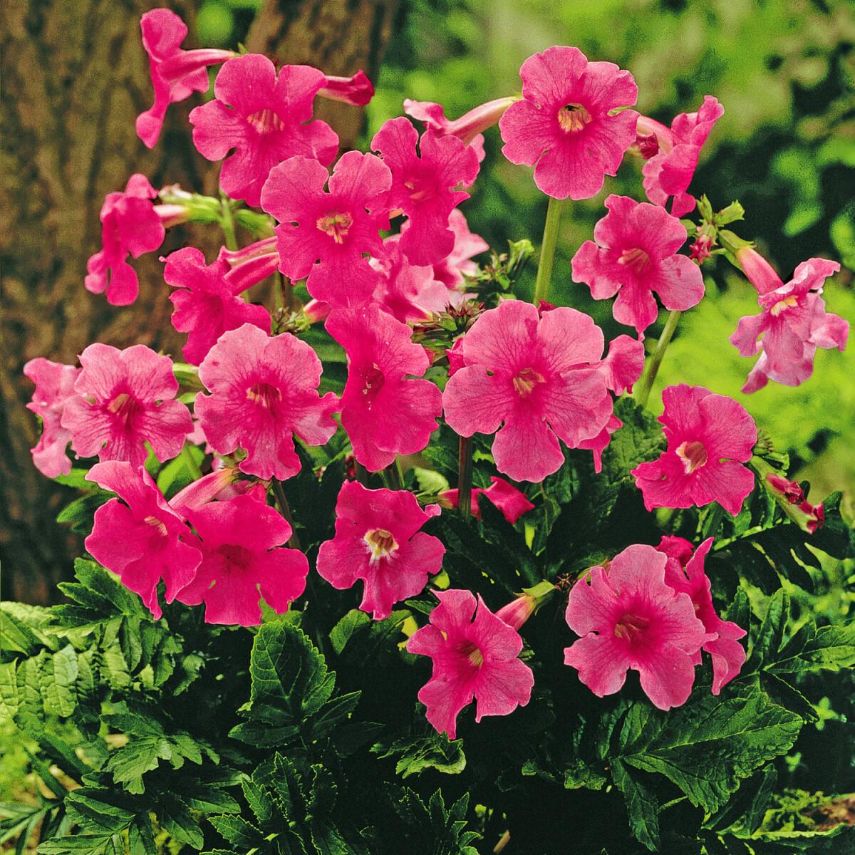Incarvillea