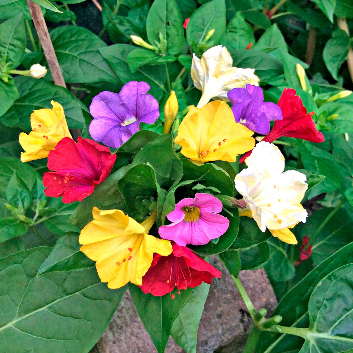 Zázračná rastlina Mirabilis Jalapa