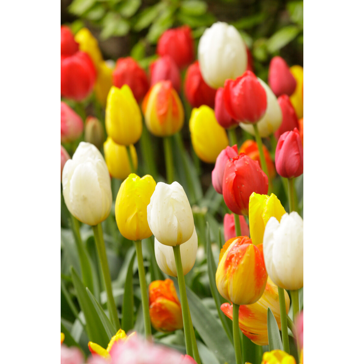 25dielna zmes tulipánov