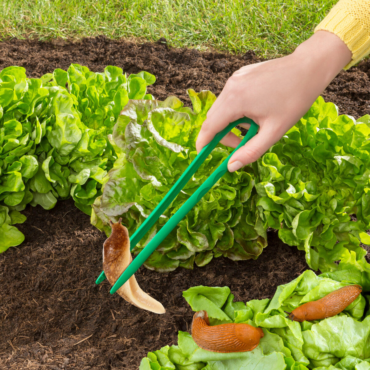 Kliešte na slimáky