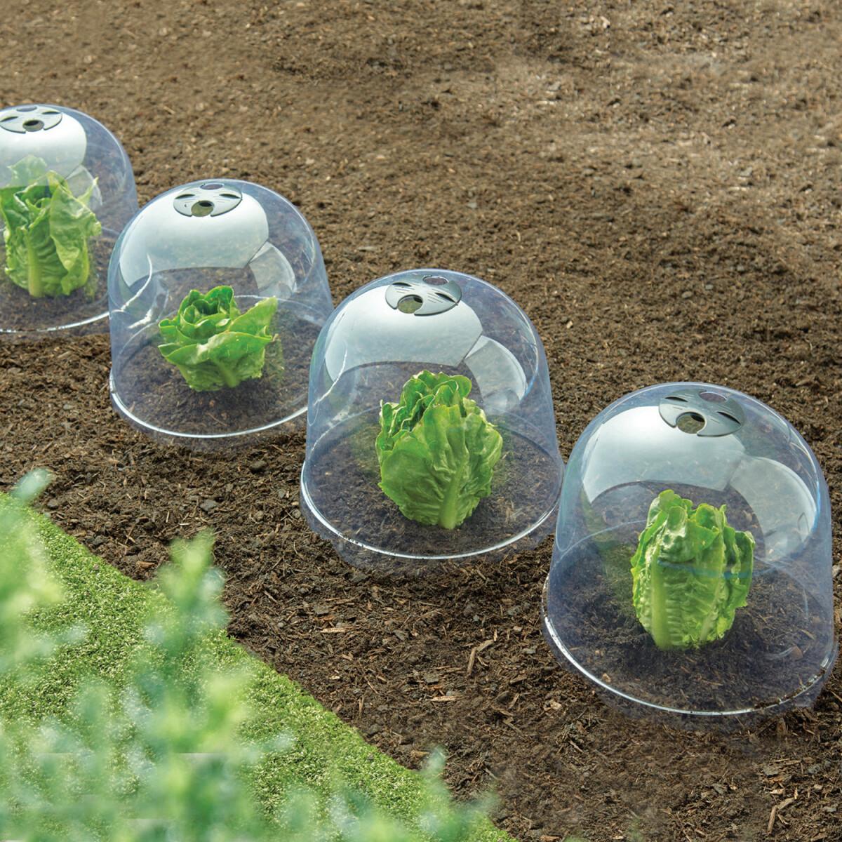 6 zvonov na rastliny