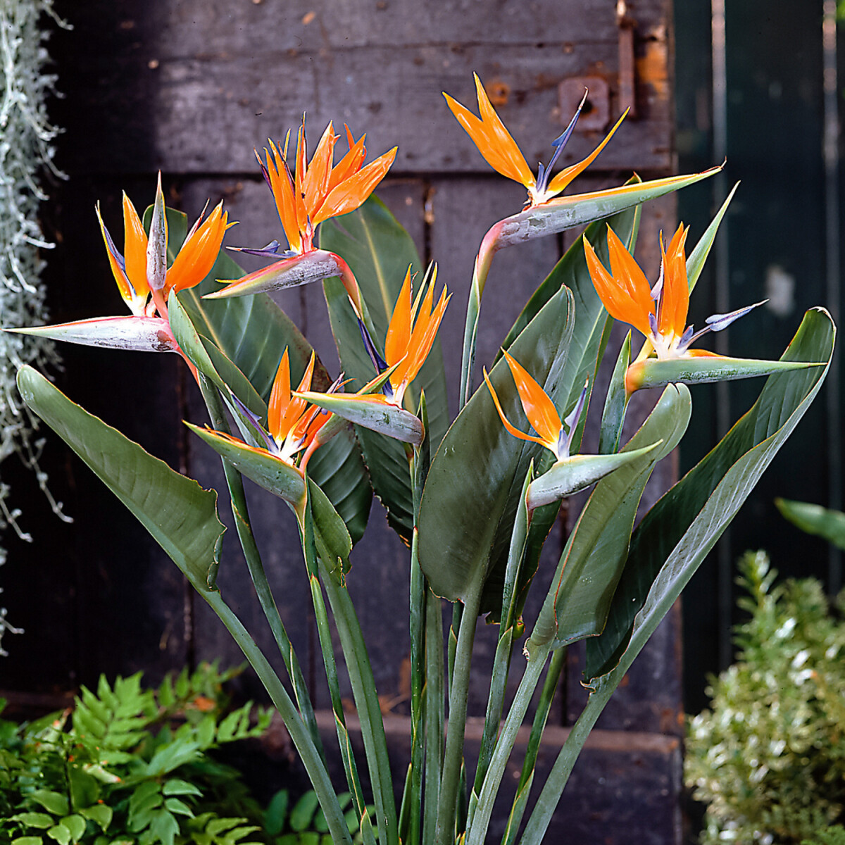Strelitzia