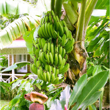Pěstební sada "Banánovník"