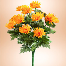 Křoví z aster, žlutá