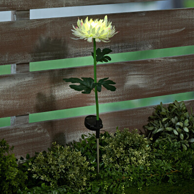 Solární chryzantéma